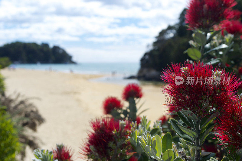 新西兰Pohutukawa &海景